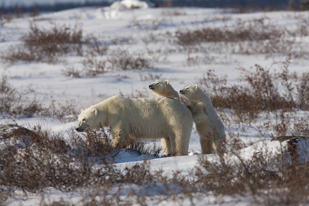 Polar bear mom and cubs. Michael Poliza photo.
