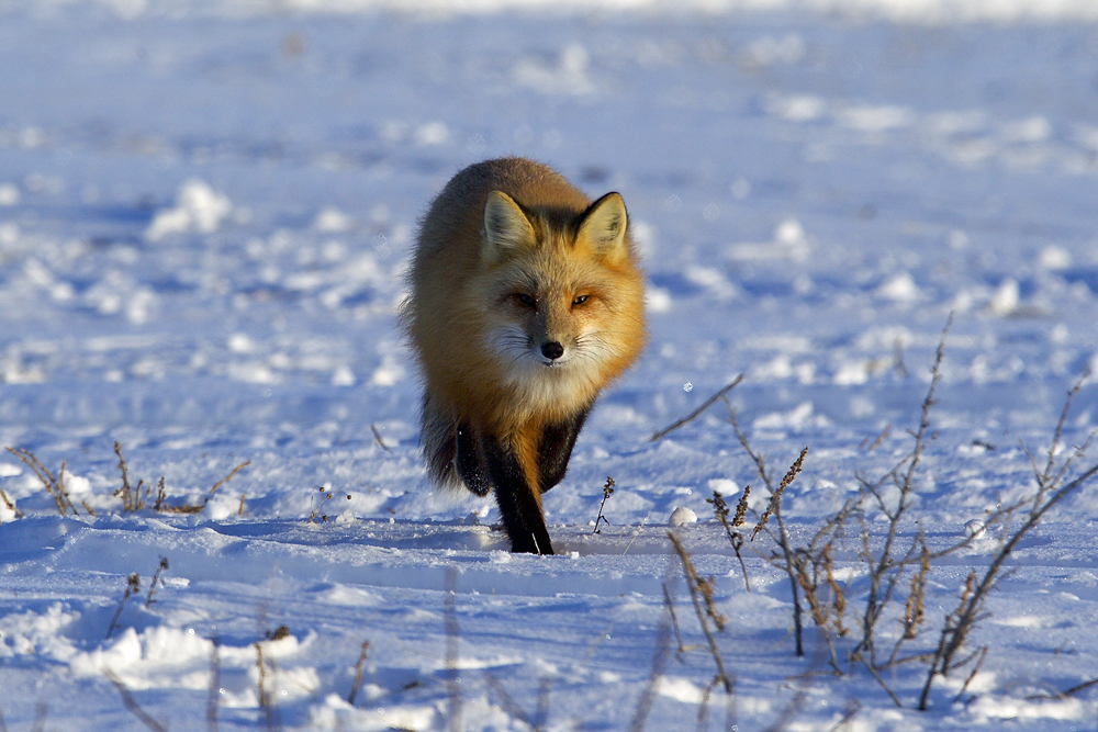 Red fox at Nanuk. Andy Skillen photo.