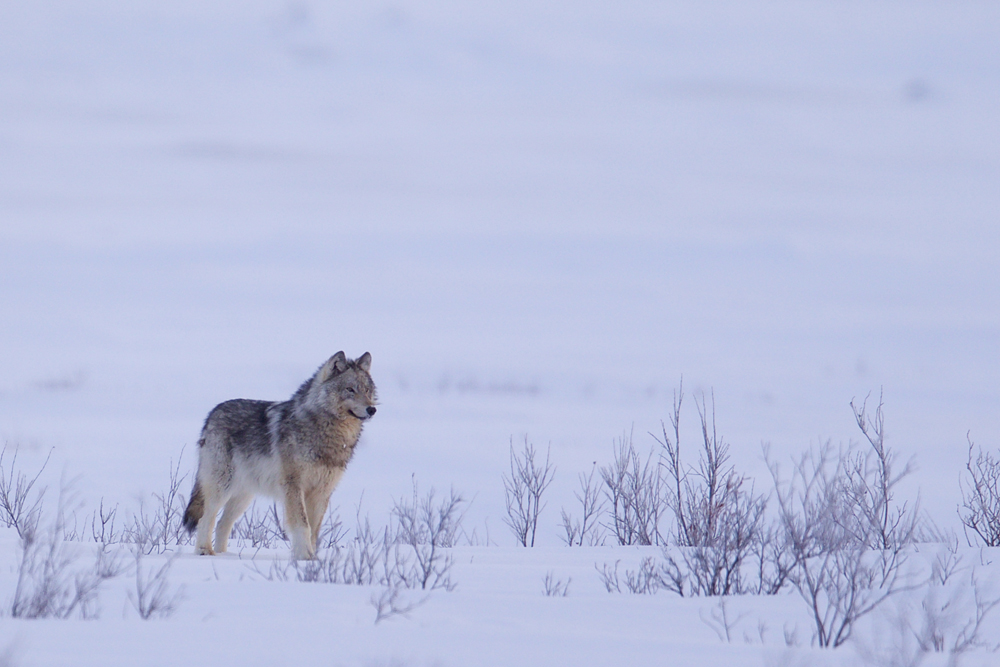 Wolf at Nanuk Polar Bear Lodge. Andy Skillen photo.