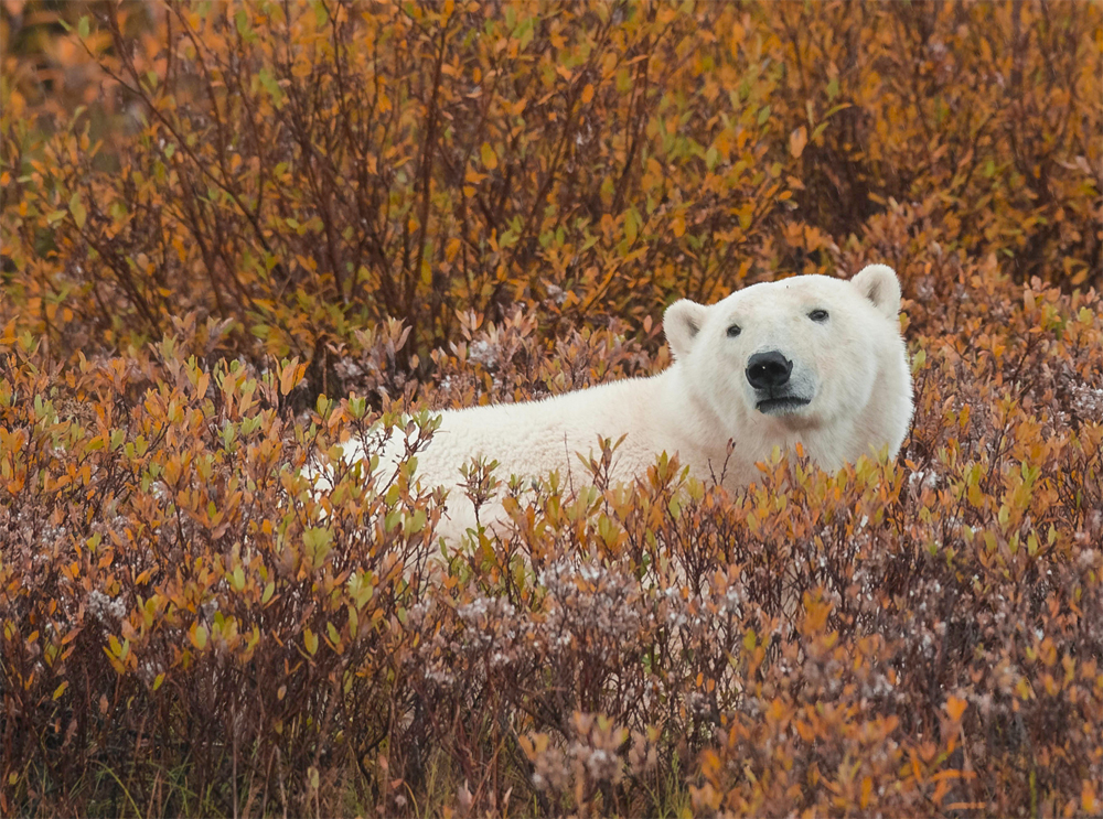 Polar bear in the willows at Nanuk Polar Bear Lodge. Jad Davenport photo.