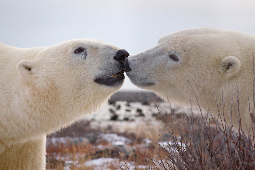 Polar bears talking to each other.