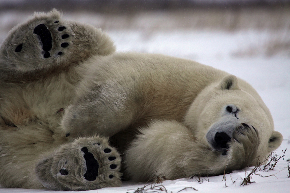 Scarbrow the polar bear at Dymond Lake Ecolodge.