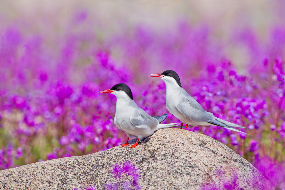 Arctic Terns at Seal River Heritage Lodge. Xie Jianguo photo.