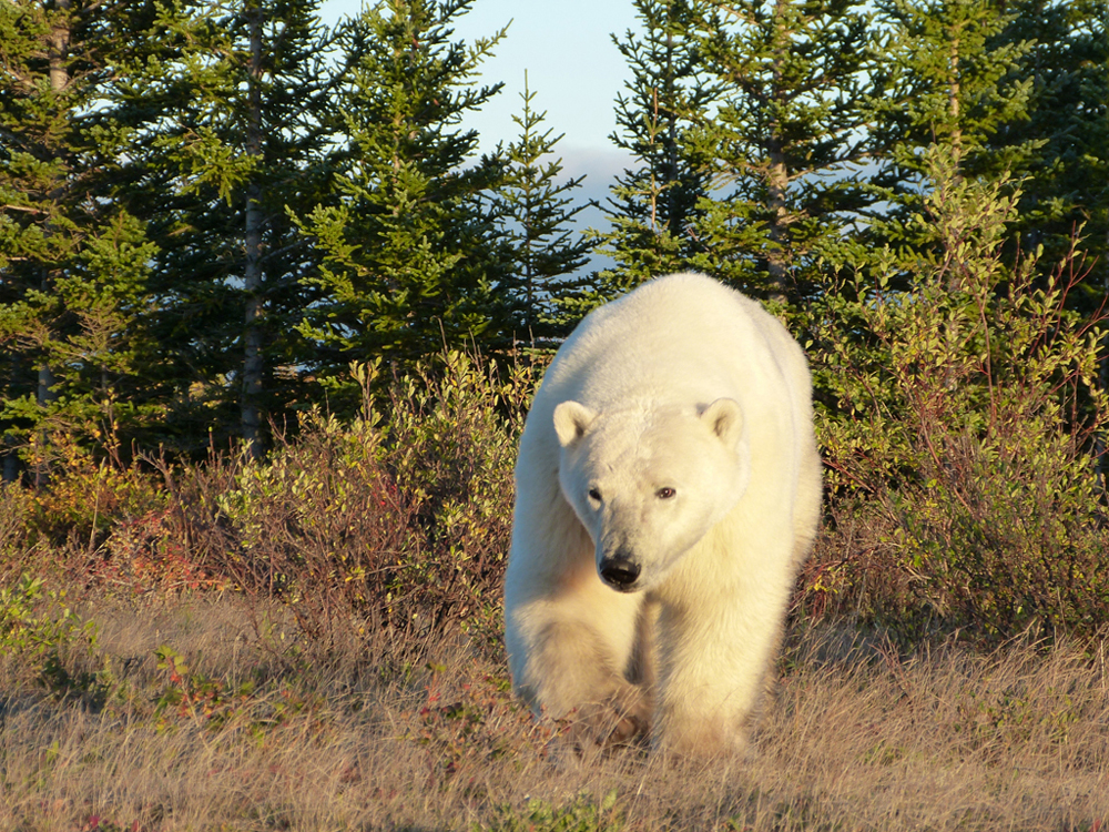 Polar bear emerges from the taiga.
