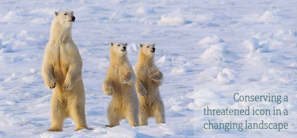 Manitoba polar bears. Click image to read full CPAWS report. Harry Pherson photo.