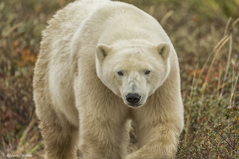Polar bears walks towards us at Nanuk Polar Bear Lodge. Robert Postma photo.