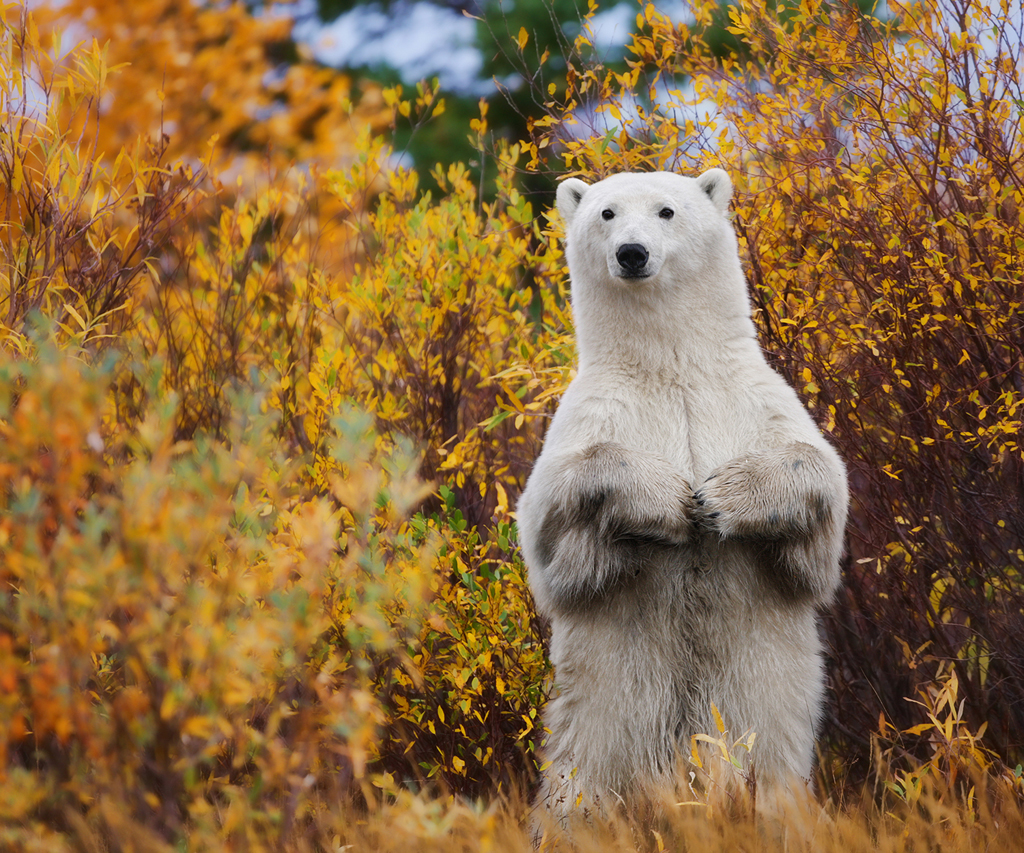 Having a polar bear stand up directly in front of you is definitely an experience you won't forget. Ruth Elwell-Steck photo taken at Nanuk Polar Bear Lodge.
