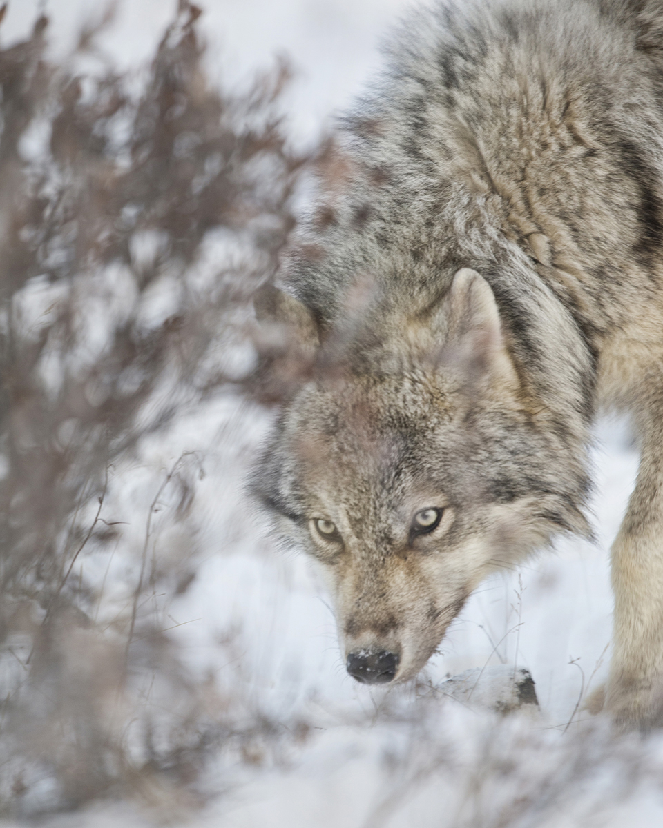 Personality in a photo. Wolf at Nanuk Polar Bear Lodge. Ruth Elwell-Steck photo.