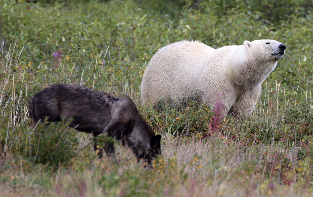 Wolf and polar bear share a peaceful moment at Nanuk Polar Bear Lodge.