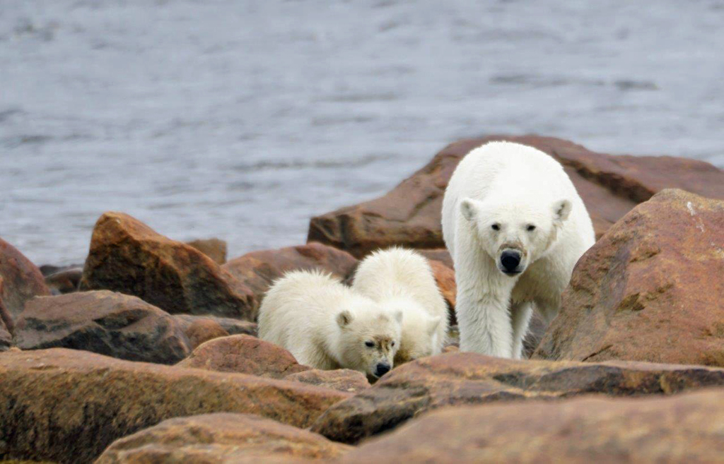 Mom and cubs on the rocks at Seal River Heritage Lodge. Denae D'Arcy photo
