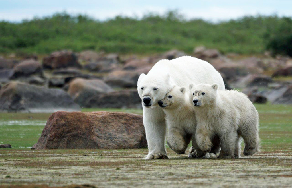 Mom and cubs on the move at Seal River. Denae D'Arcy photo.