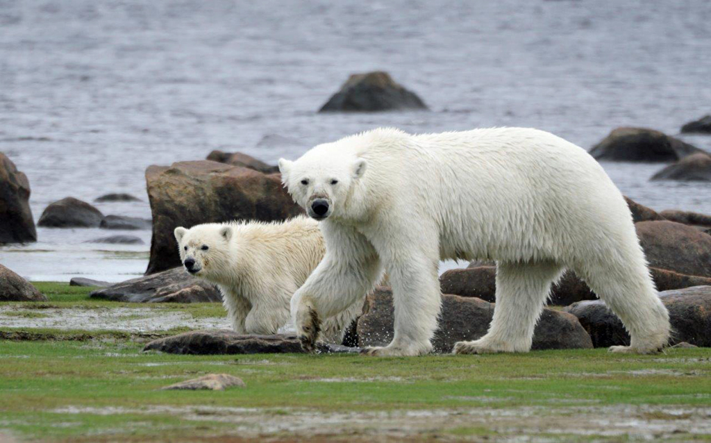 Mom and COY (cub of the year) on the shores of Seal River. Denae D'Arcy photo.