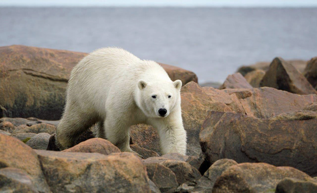 Big bear on the move. Denae D'Arcy photo.