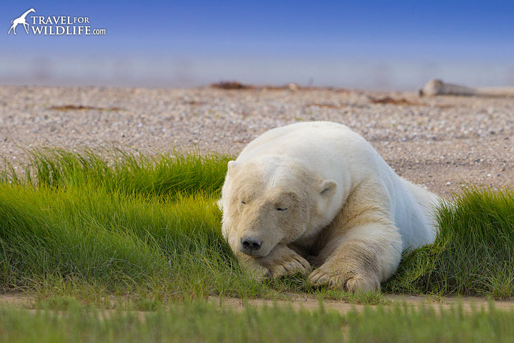 If you want to see polar bears in the summer,