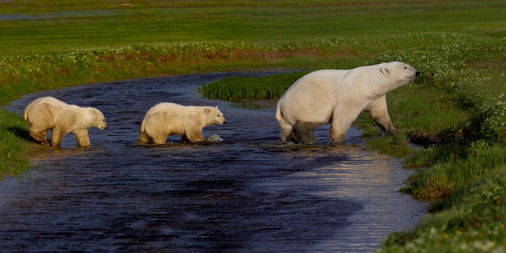If you want to see polar bears in the summer,