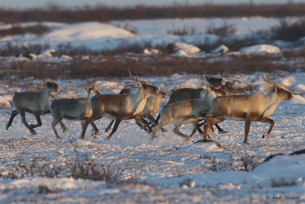Caribou at Seal River. Churchill Wild Polar Bear Tours