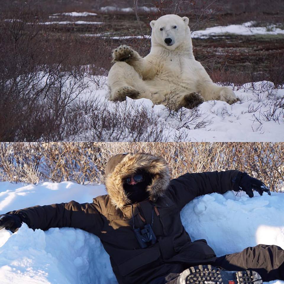 Polar bear poses. | Churchill Wild Polar Bear Tours